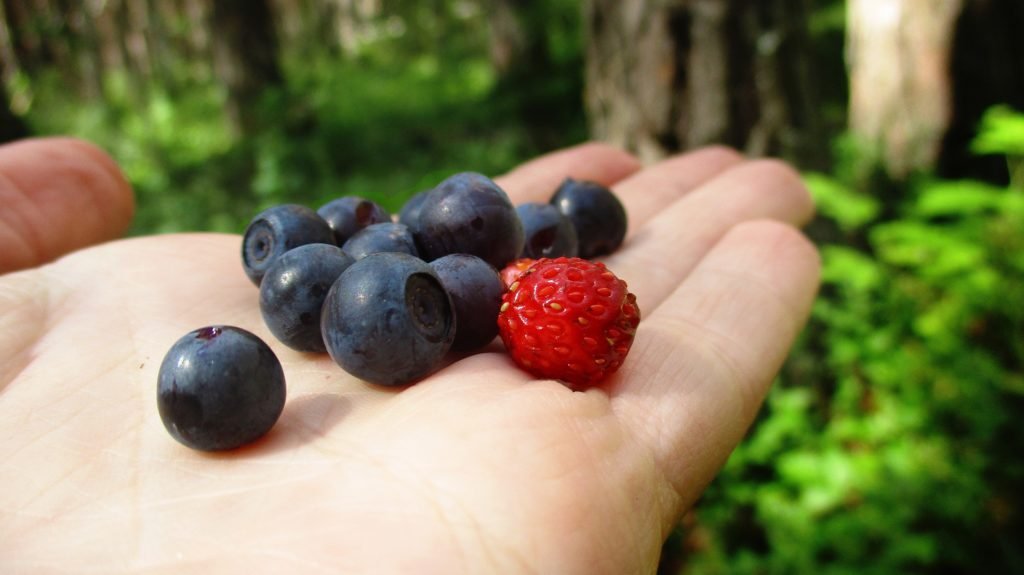 Wild berries in porridge - a camping classic!